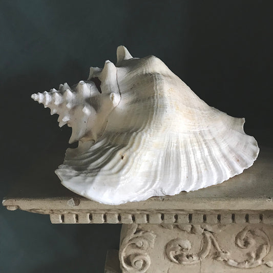 Large Vintage Conch Shell