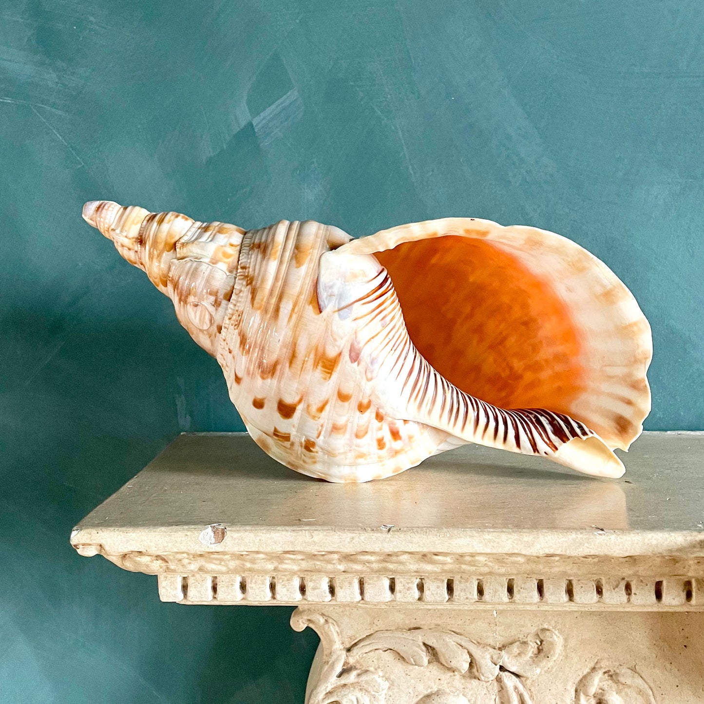 Large Vintage Triton’s Trumpet Seashell