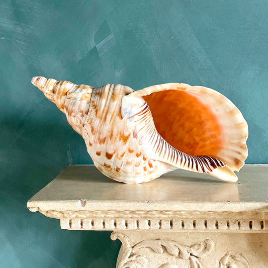 Large Vintage Triton’s Trumpet Seashell