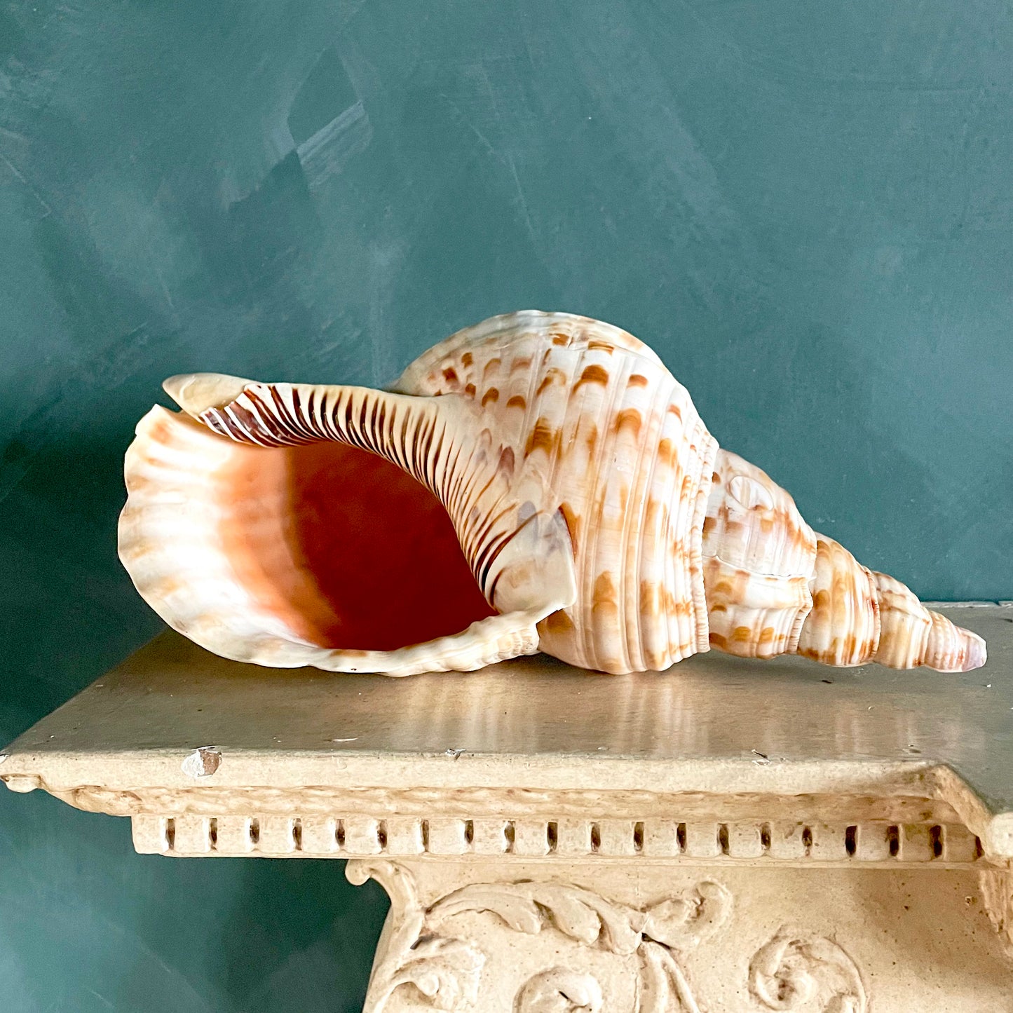 Large Vintage Triton’s Trumpet Seashell