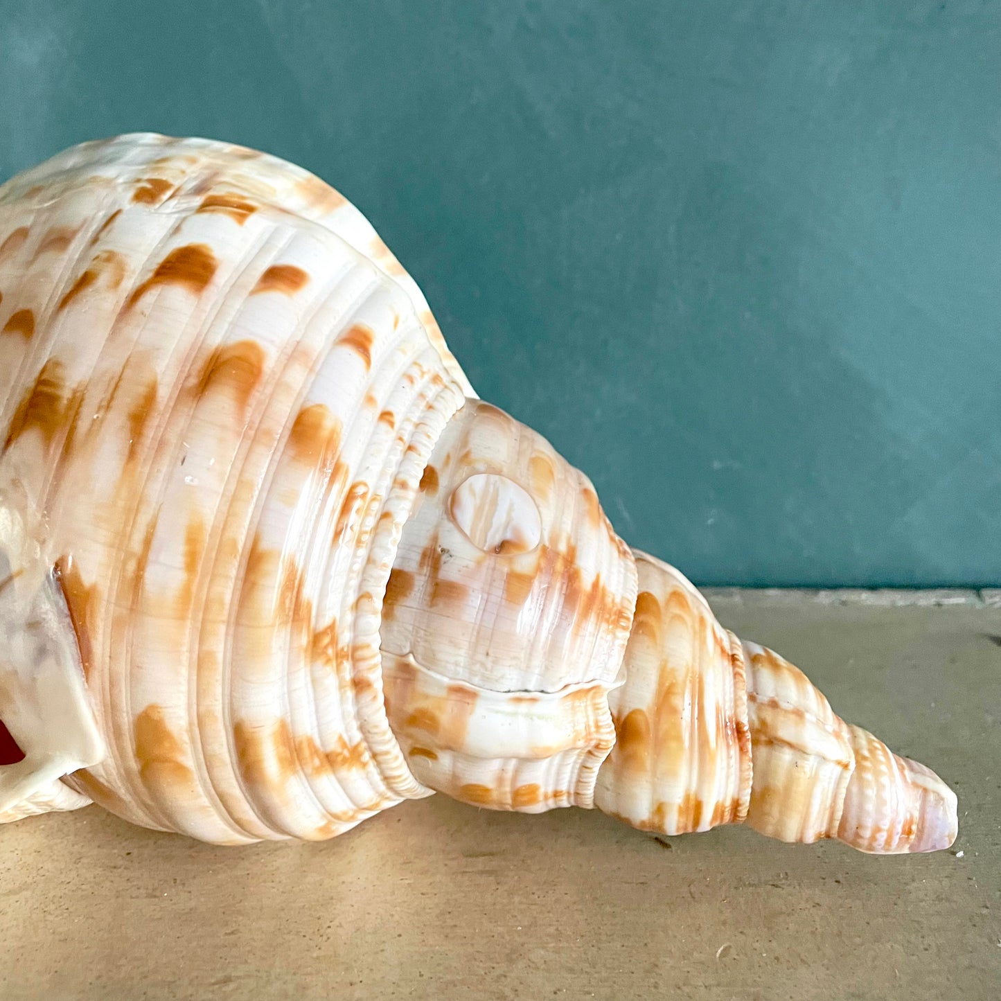 Large Vintage Triton’s Trumpet Seashell