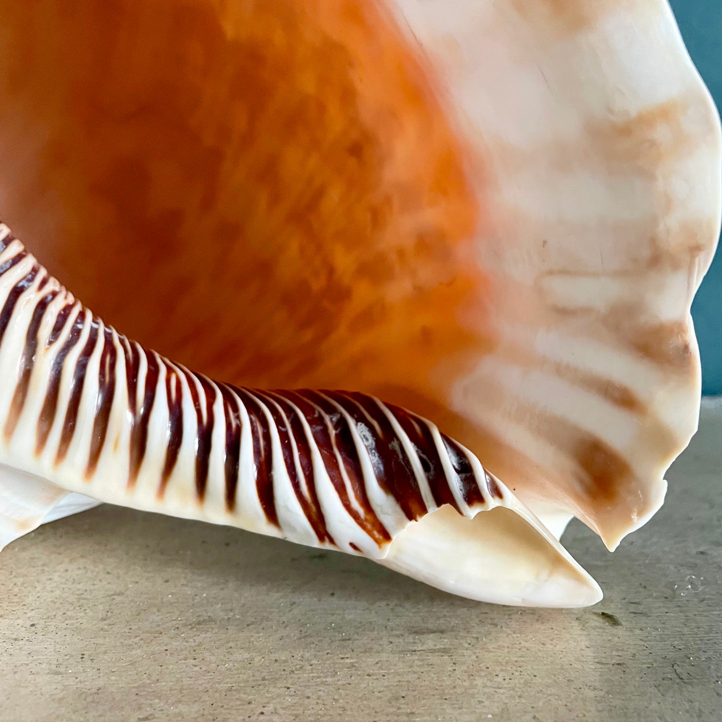 Large Vintage Triton’s Trumpet Seashell