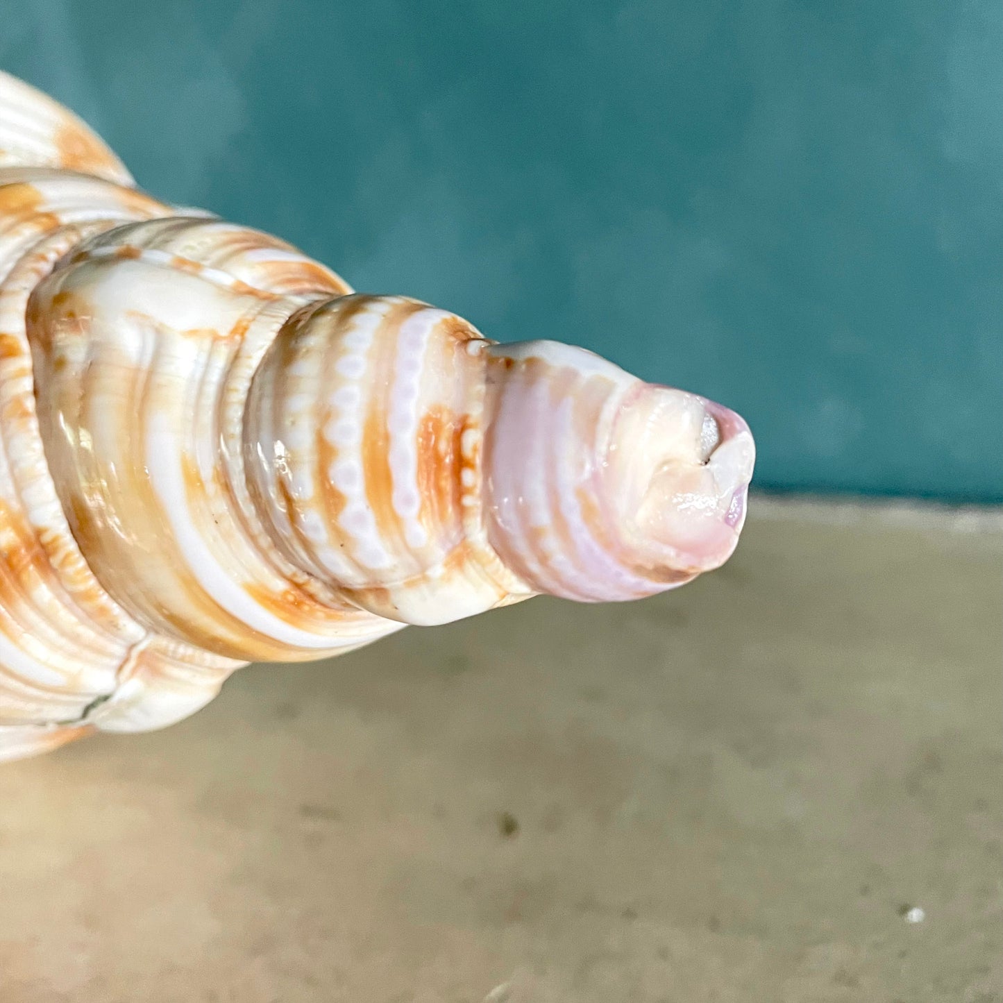 Large Vintage Triton’s Trumpet Seashell