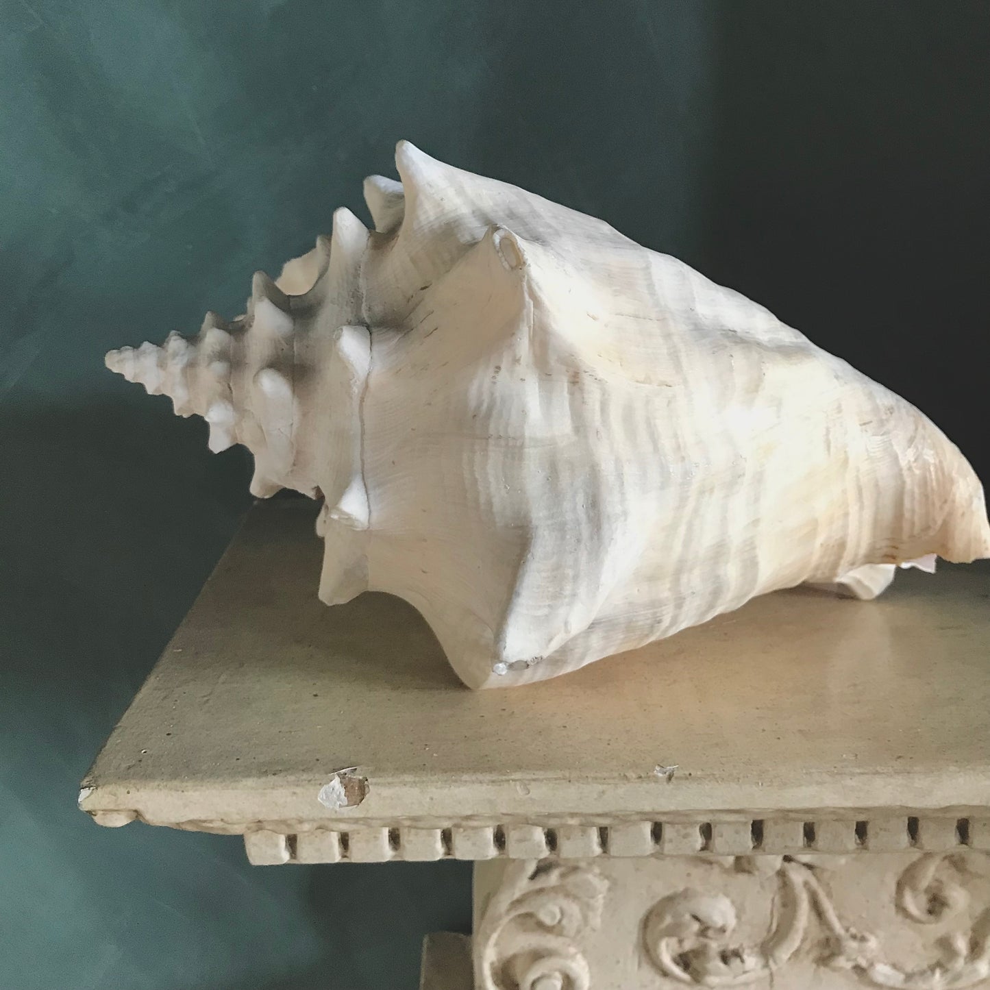 Large Vintage Conch Shell