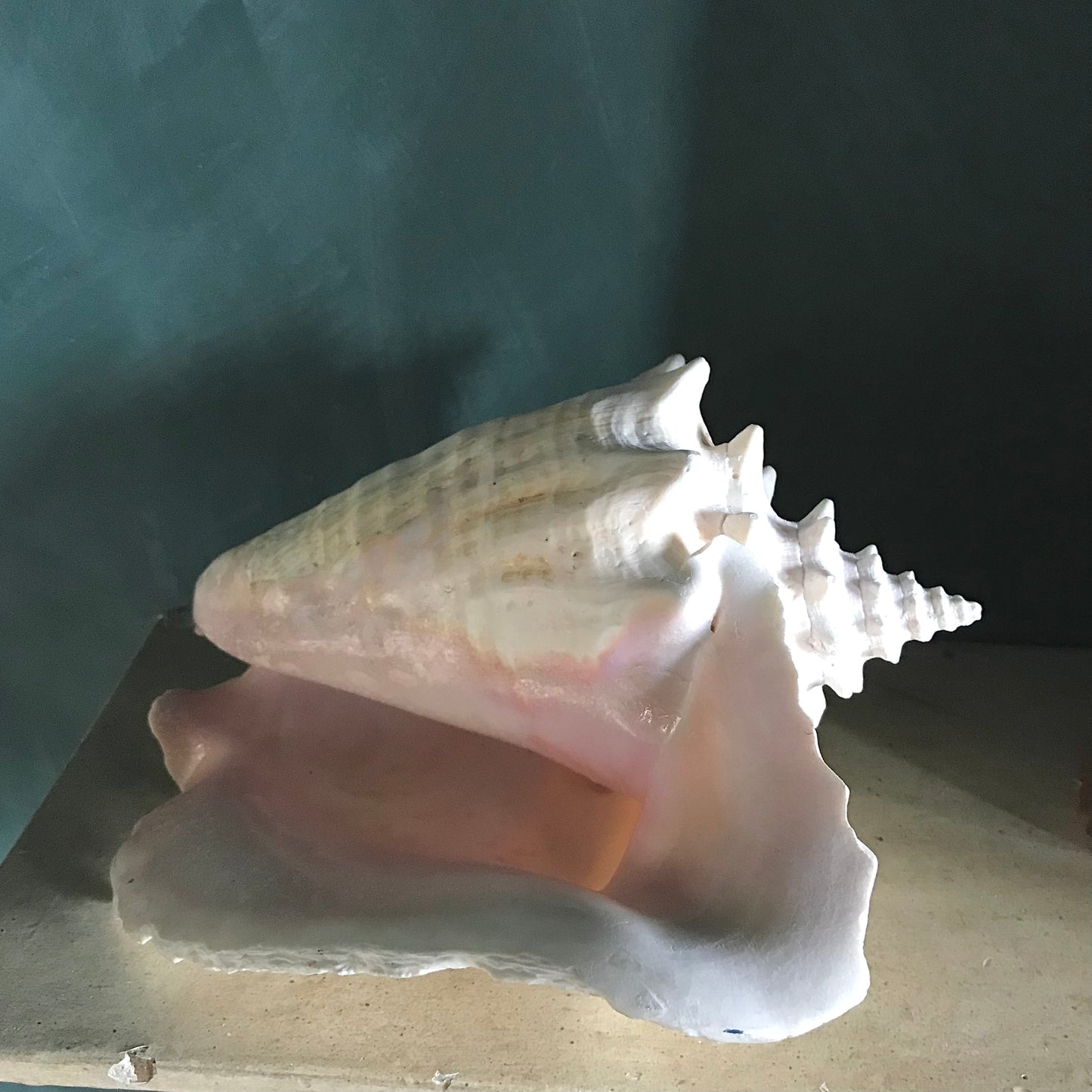 Large Vintage Conch Shell