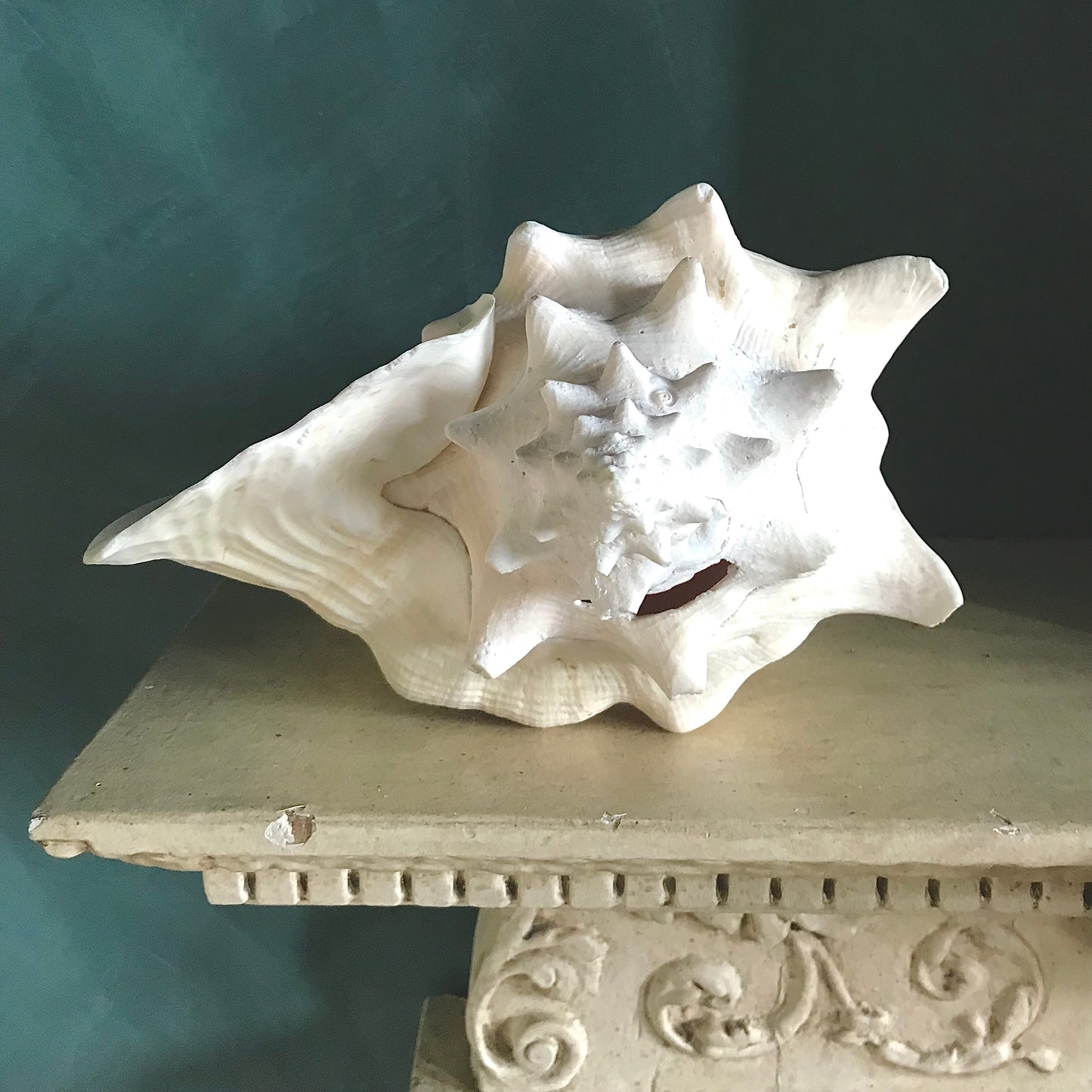 Large Vintage Conch Shell