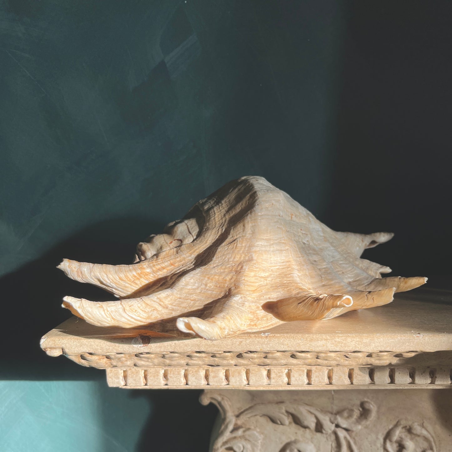 Vintage Giant Spider Conch Shell