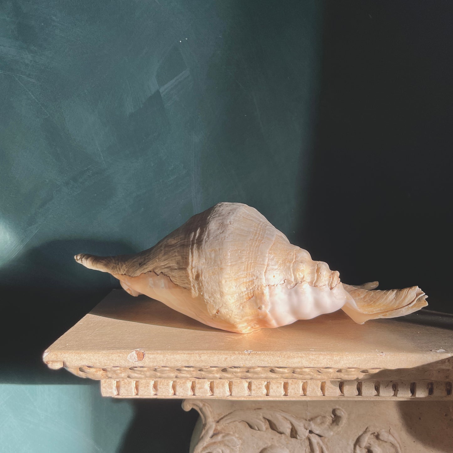 Vintage Giant Spider Conch Shell