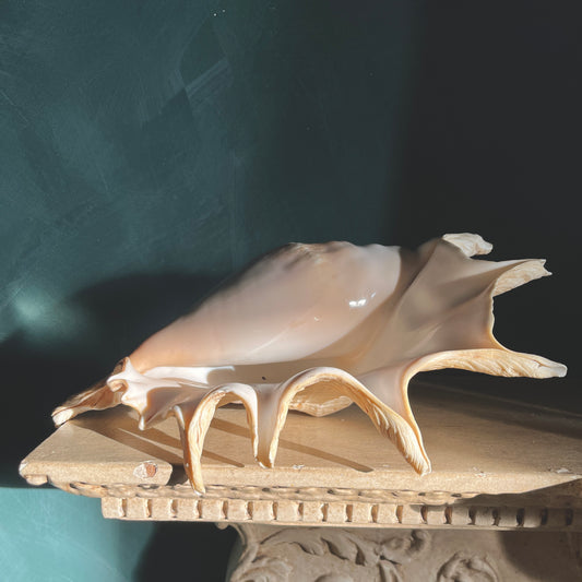 Vintage Giant Spider Conch Shell